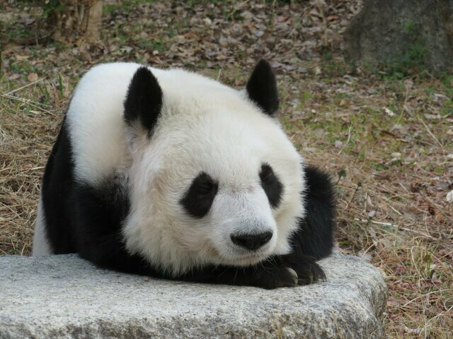 お気に入りの岩でまったり　神戸市立王子動物園公式ツイッターより