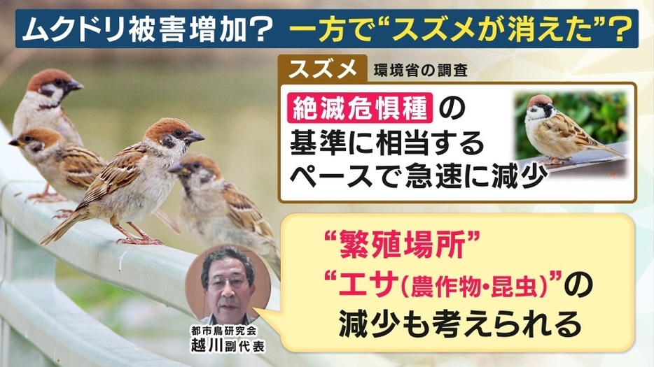 「スズメ」は絶滅危機