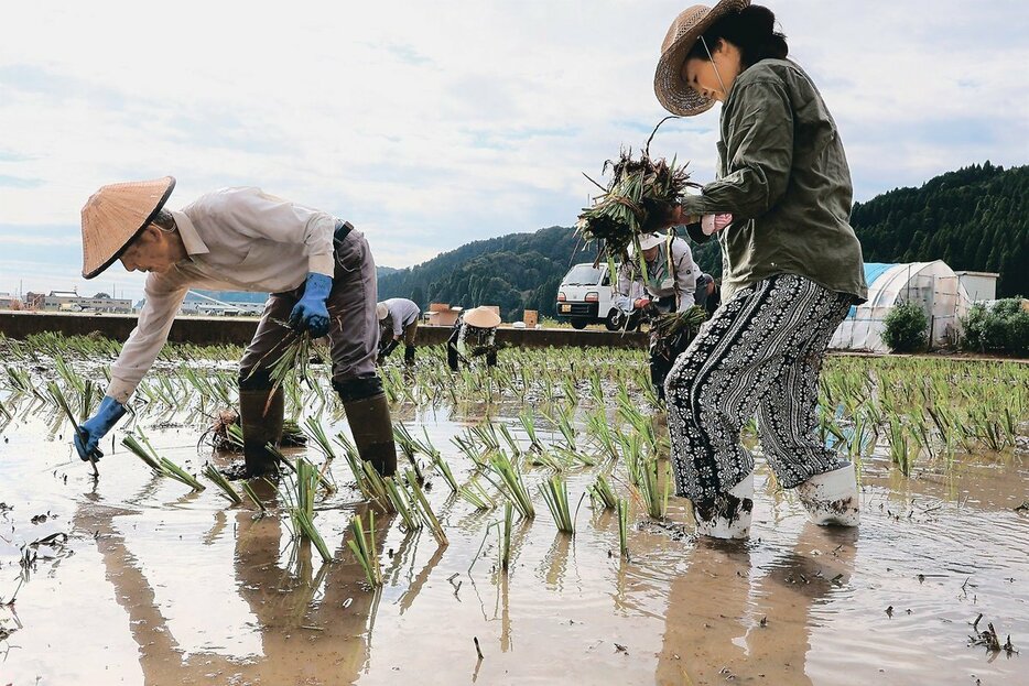 丁寧に苗植えを行う参加者