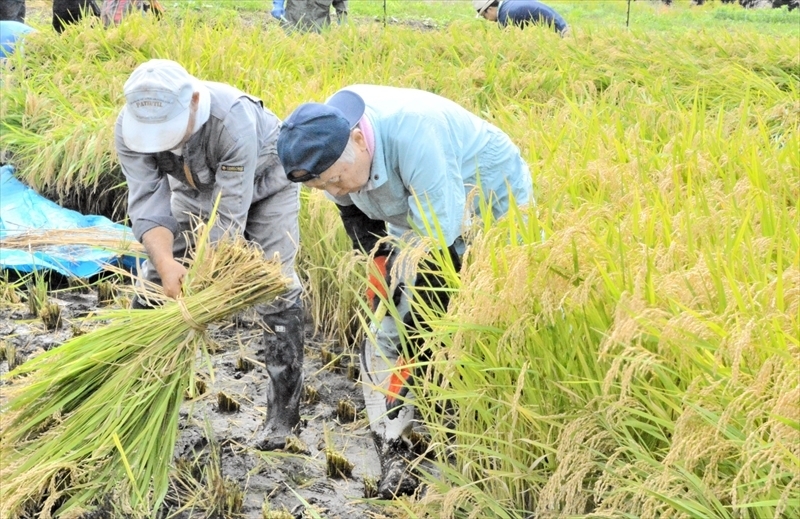 浪江町津島地区の試験水田で稲刈りに励む参加者