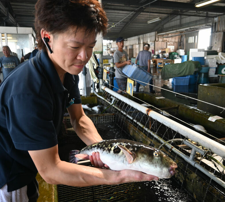 今期初漁で水揚げされた「天然トラフグ」＝浜松市中央区の舞阪漁港