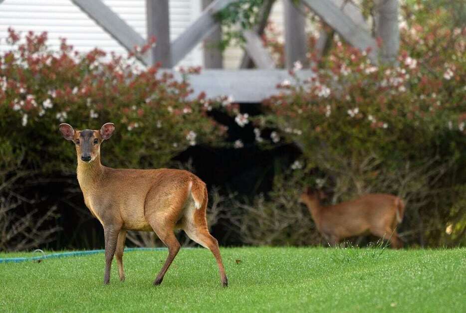 住宅街近くの公園に出没する特定外来生物のキョン＝千葉県勝浦市（鴨川一也撮影）