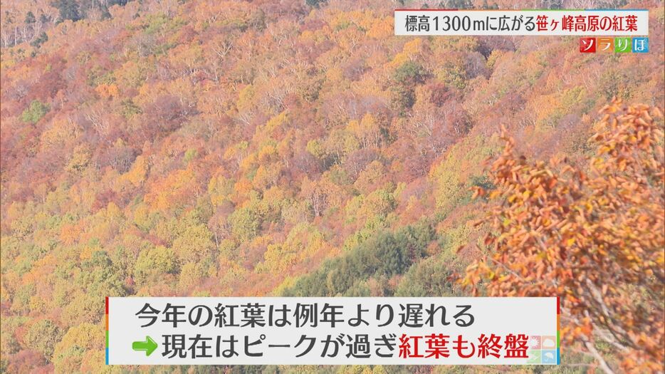 現在はピークが過ぎ紅葉も終わりに