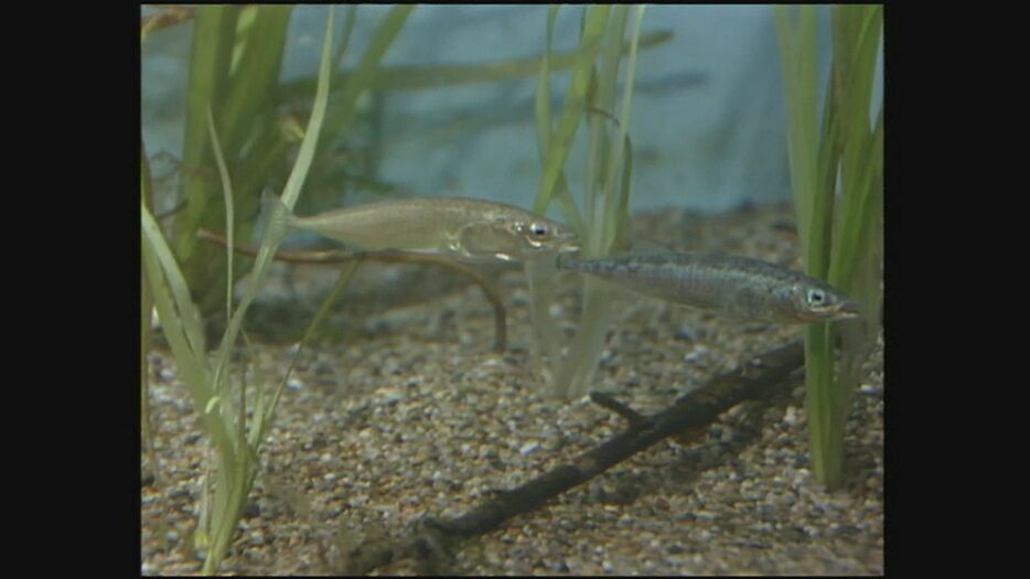 かつて糸魚川地域にいたイトヨ（糸魚）