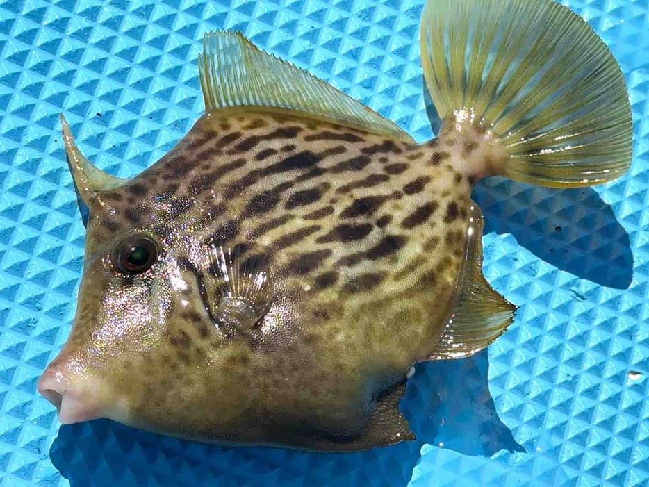 秋の船釣りの代表的ターゲットでもあるカワハギ。体色も個体ごとに多彩！