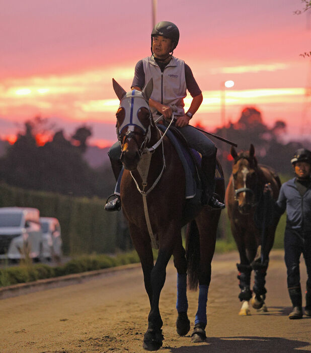 馬トク激走馬に選出されたメイショウタバル（カメラ・高橋　由二）