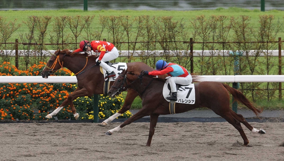 ＜京都4R・新馬戦＞新馬戦を快勝したビーコ（左）（撮影・平嶋　理子）