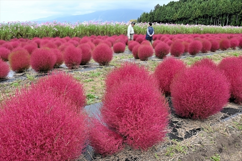 赤紫色に紅葉が進むコキア