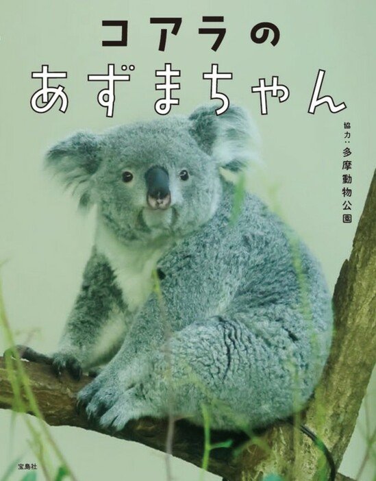 写真集「コアラのあずまちゃん」　協力:多摩動物公園