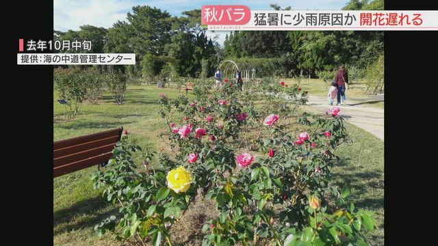 例年は10月下旬に見頃