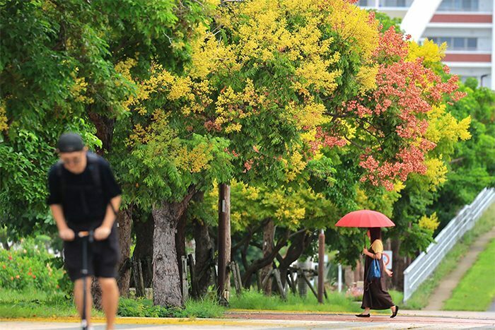 秋の訪れを感じさせるタイワンモクゲンジの花＝4日、那覇市おもろまちの新都心公園（大城直也撮影）