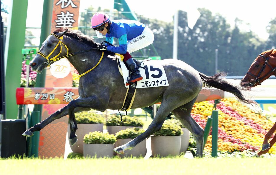 コモンスナイプが直線で抜け出す（カメラ・高橋　由二）