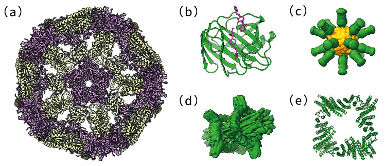 「ロゼッタ」でつくったタンパク質。（a）2016年：120個のタンパク質が連結したナノ粒子、（b）17年：鎮痛薬に結合したタンパク質、（c）21年：疑似インフルエンザウイルス、（d）22年：分子回転体、（e）24年：センサー素材（ノーベル財団提供）