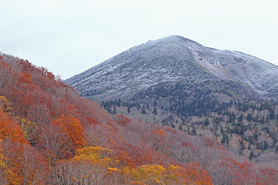 山頂付近が雪化粧した八甲田の大岳。紅葉とのコントラストがくっきりと見える＝20日午前8時15分ごろ、青森市の酸ケ湯温泉付近（酸ケ湯温泉・高田さん提供）