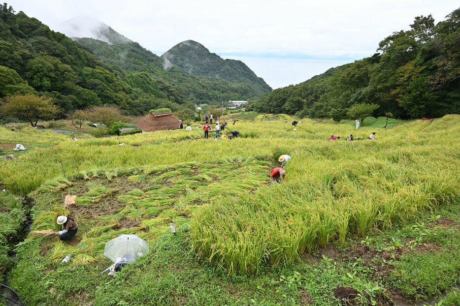 駿河湾を見下ろす石部の棚田