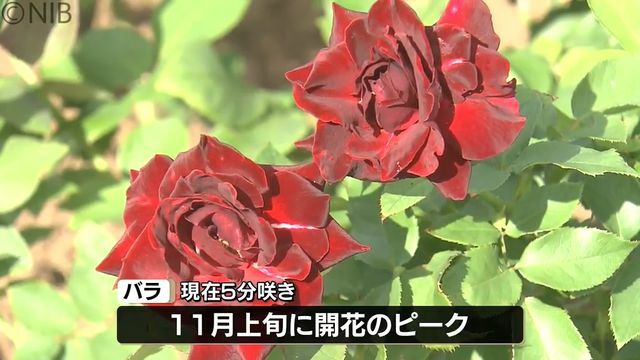 NIB長崎国際テレビ