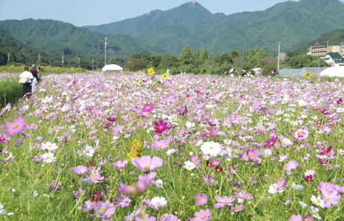 【見頃を迎えたコスモスの花＝亀山市関町新所の休耕田で】