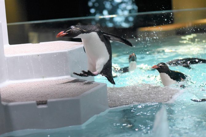 キタイワトビペンギン。展示されている22羽すべてに愛称がついているので、カラーバンドで識別できる