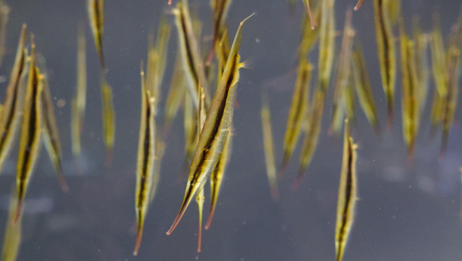 ヘコアユ。各水槽には生物たちの観察ポイントが書かれている