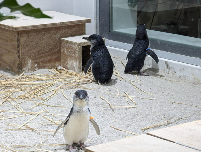 フェアリーペンギン。あまりの小ささにキタイワトビペンギンのヒナと間違われることもあるそう