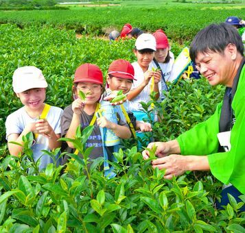 茶摘みを体験する稲田小の３年生たち＝１６日、名護市呉我