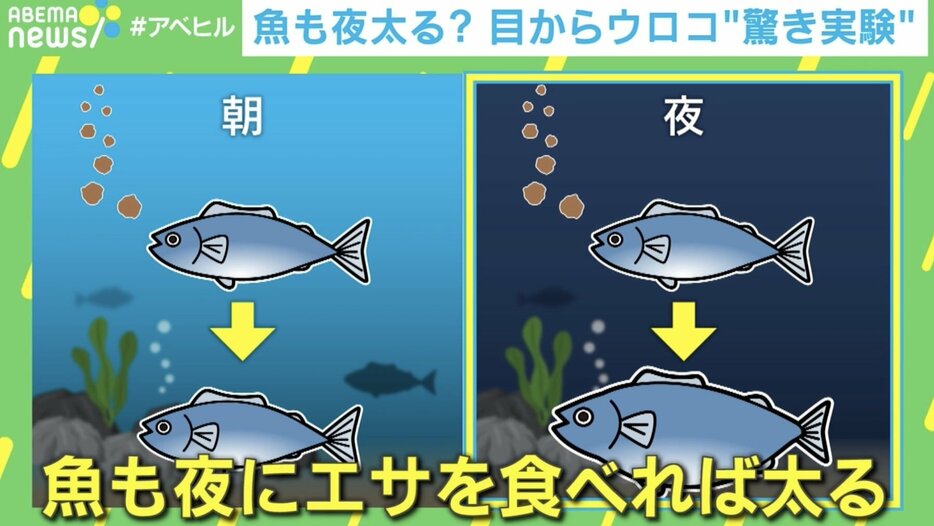 「魚も夜太る」を証明