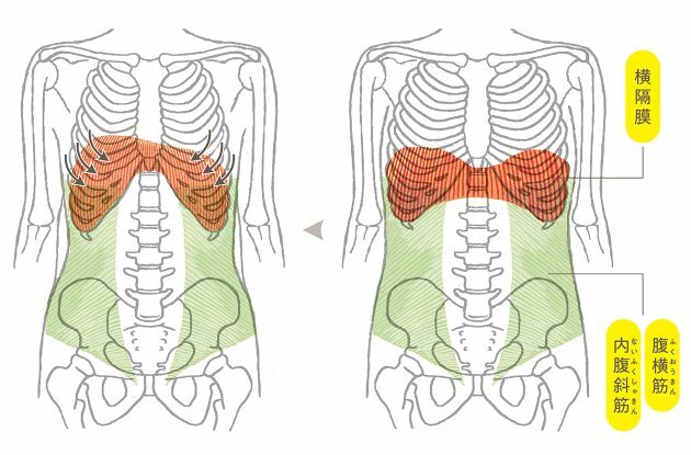 右は吸ったところ、左は吐いたところ。腹横筋と内腹斜筋を使って、肋骨をしまうようにして息を吐く。これを意識すると、呼吸時に胸とお腹が自然と動くように。お腹を凹ませたり締めようとしないこと。