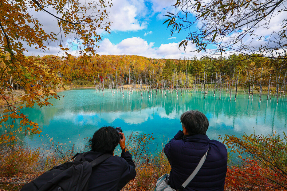 北海道美瑛町の観光名所「青い池」周辺で紅葉が見頃を迎え、色づいた木々と青い水面のコントラストが訪れた人たちの目を楽しませている。同町観光協会によると見頃は今月いっぱいまで＝１７日