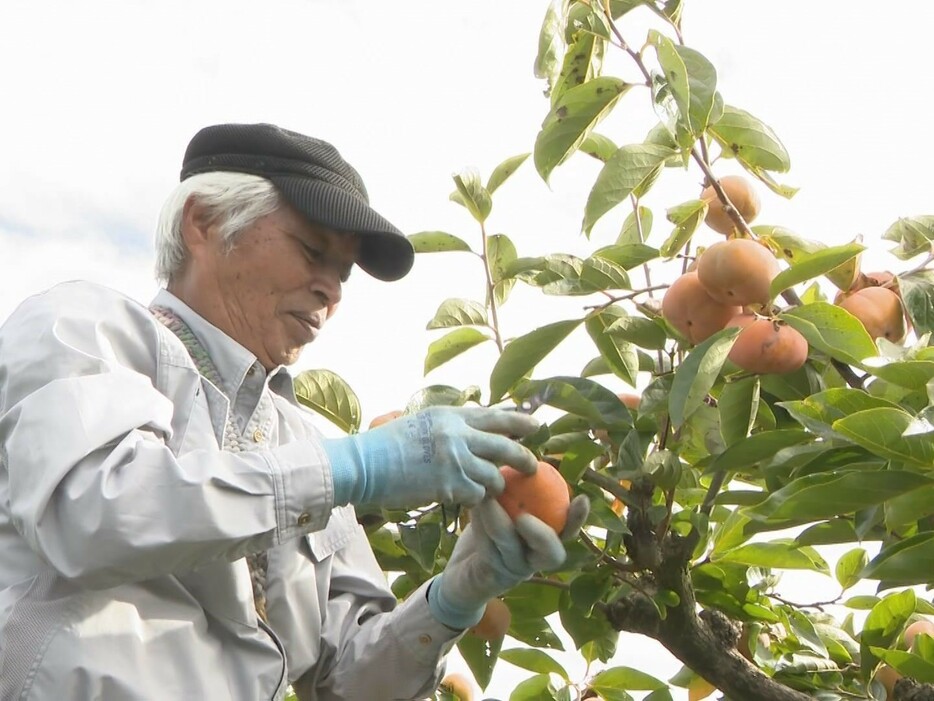 次郎柿の収穫作業 愛知県豊橋市