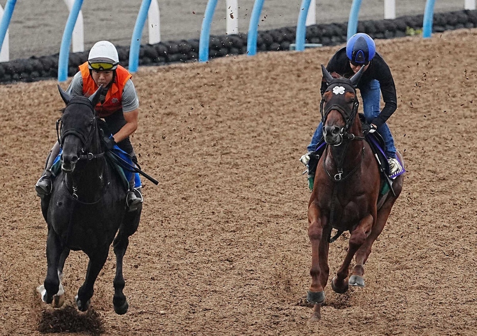 ウッドチップコース、併せ馬で追い切るニシノレヴナント（右）（撮影・郡司修）