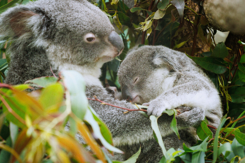 母親に抱かれて眠るコアラの赤ちゃん＝鹿児島市の平川動物公園で2024年2月14日、吉田航太撮影