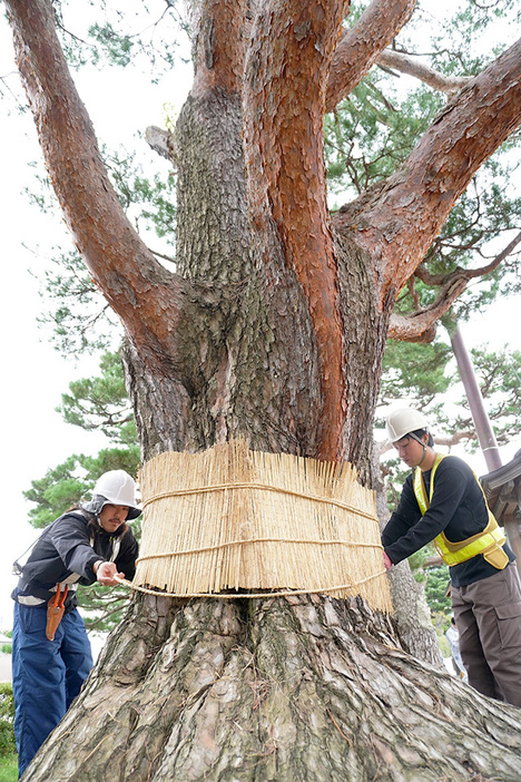 松の幹にわらで編まれたこもを巻く作業員＝鶴岡市・鶴岡公園