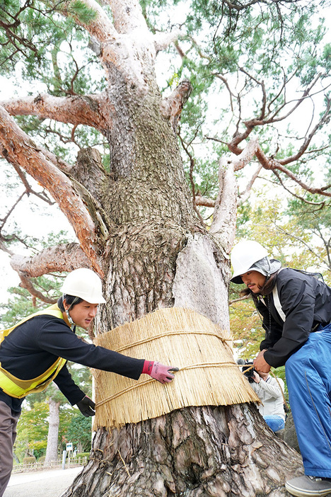 松の幹にわらで編まれたこもを巻く作業員＝鶴岡市・鶴岡公園