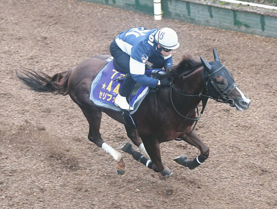 栗東坂路で追われるセリフォス