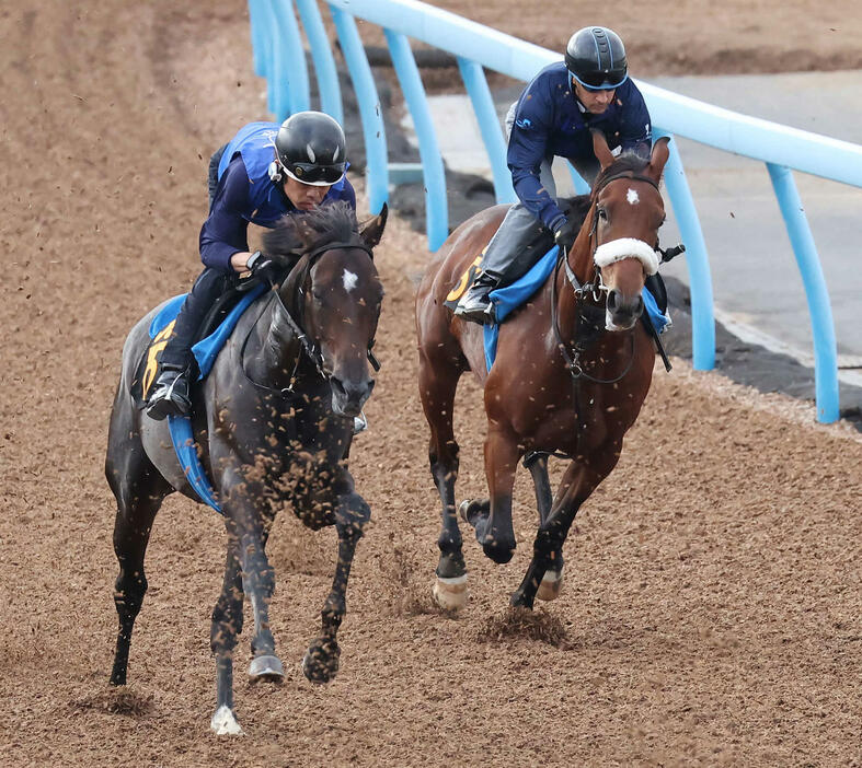 アロンズロッド（右）はルメール騎手を背に美浦ウッドを併せ馬で追い切られた（撮影・丹羽敏通）