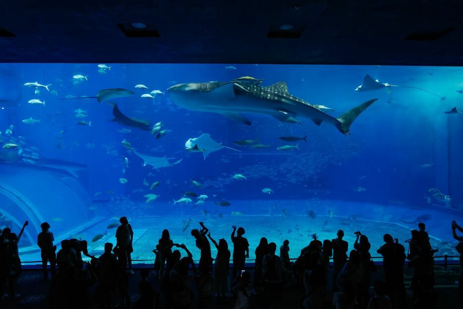 国内最大の水槽「黒潮の海」の前で様々なポーズを取る来館者のシルエットが面白い（C）2015～2024GeorgeNobechi