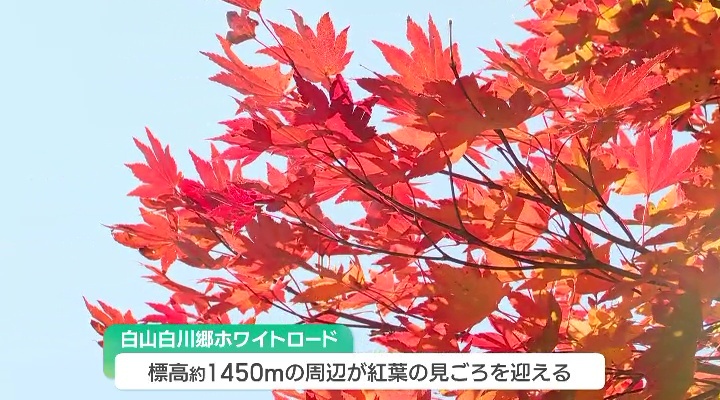 「白山白川郷ホワイトロード」では紅葉の見頃に