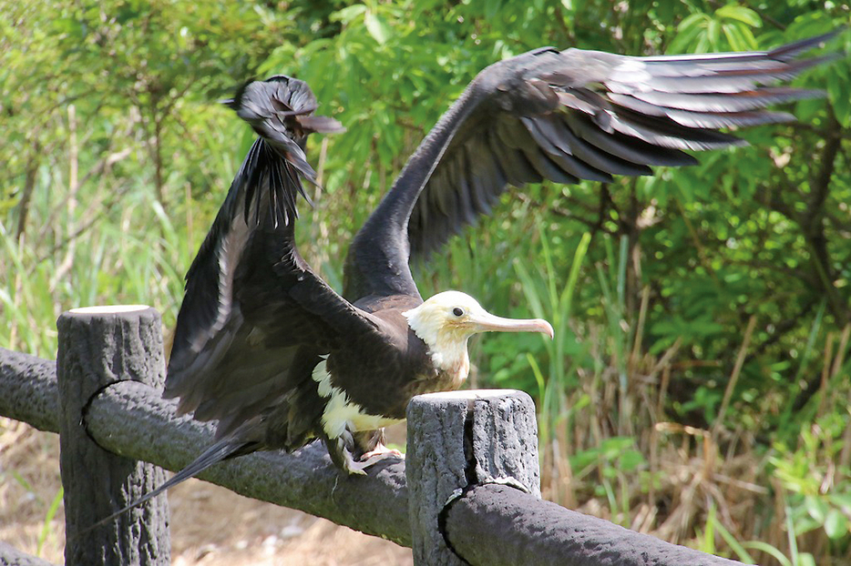 展望台で羽ばたくオオグンカンドリ＝9日、鹿児島県奄美市（提供写真）