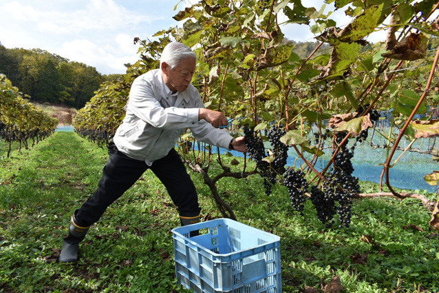 山幸を収穫する徳永町長