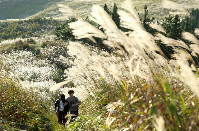 西日に照らされ、銀色に輝く生石高原のススキ=2024年10月11日午後、和歌山県有田川町と紀美野町境、林敏行撮影