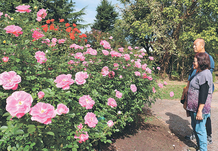 色鮮やかな花を咲かせたバラ