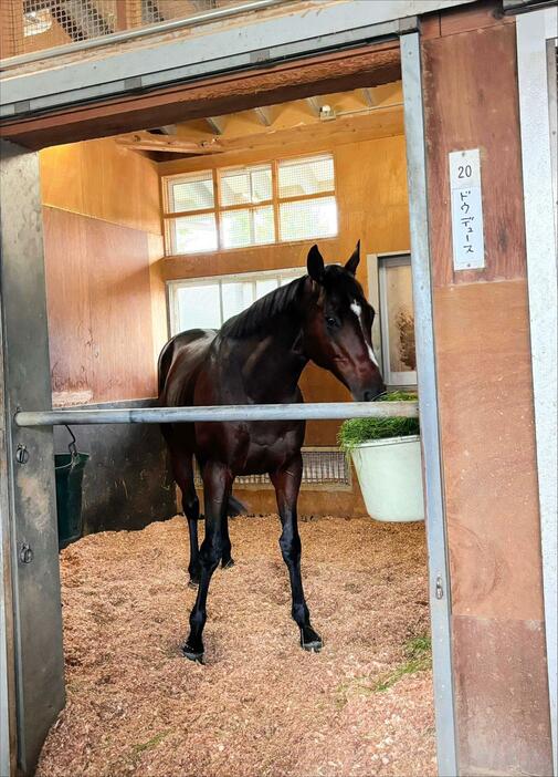 　天皇賞・秋の激走から一夜明けたドウデュース