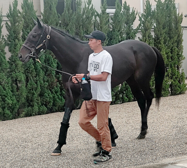 菊花賞に出走するヘデントールが京都競馬場に到着（カメラ・戸田　和彦）