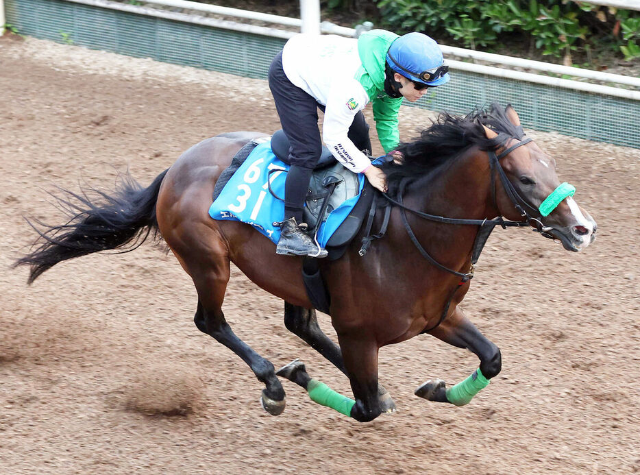 西村淳也騎手を背に坂路を単走で追い切るエルトンバローズ