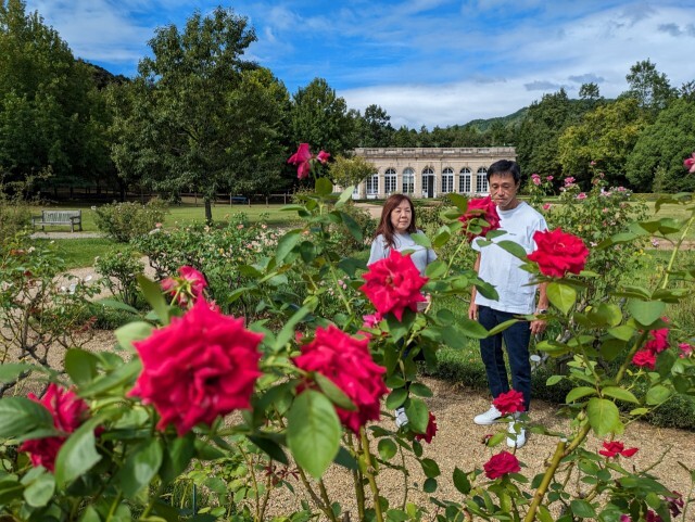 あでやかな色と香りで来園者を魅了するバラ＝河津町峰の河津バガテル公園