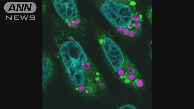 "植物と動物のハイブリッド細胞？！動物細胞に「葉緑体」移植成功　光合成反応を確認"