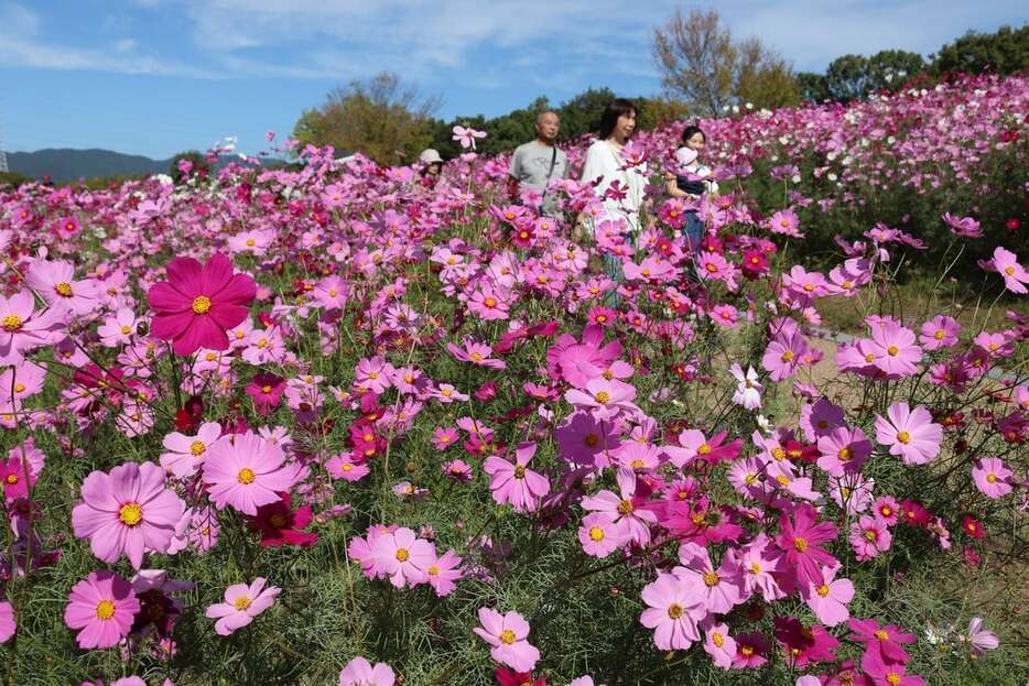 コスモスが見頃となった万博記念公園の花の丘。多くの人で連日にぎわっている＝大阪府吹田市