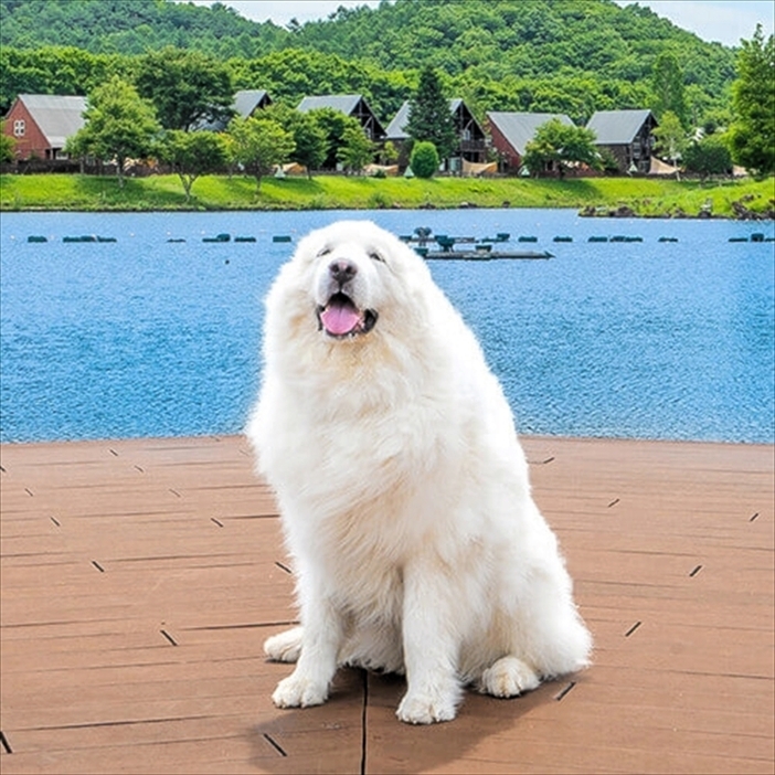 エンゼルフォレスト白河高原の看板犬「ジーナ」