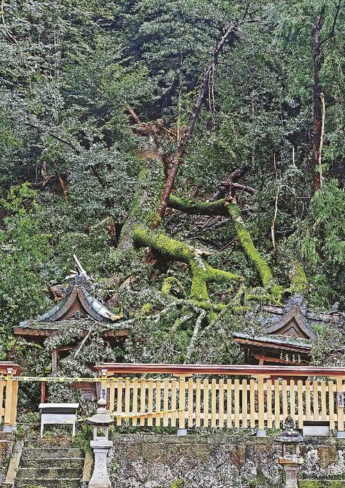 鮎川王子社（左）と若宮社のほこらを直撃したオガタマノキの巨木＝和歌山県田辺市鮎川の住吉神社で