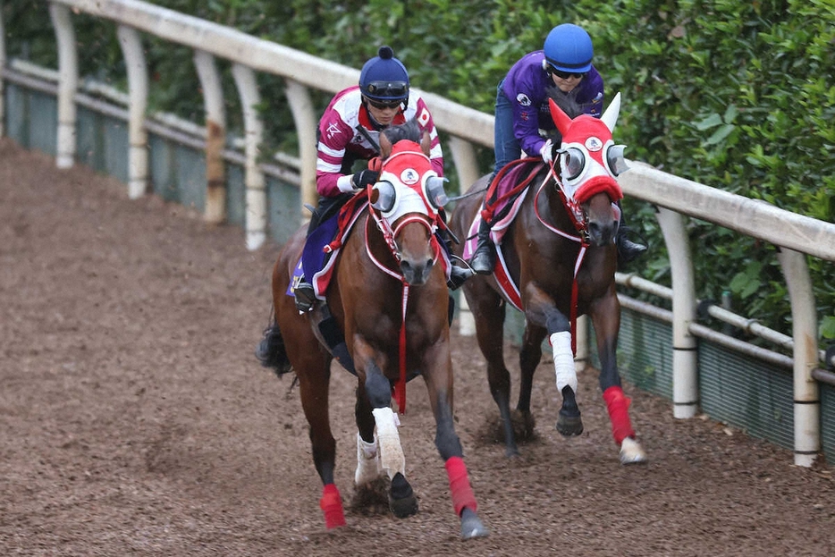 坂路で併せ馬に先着するミスタージーティー（左）